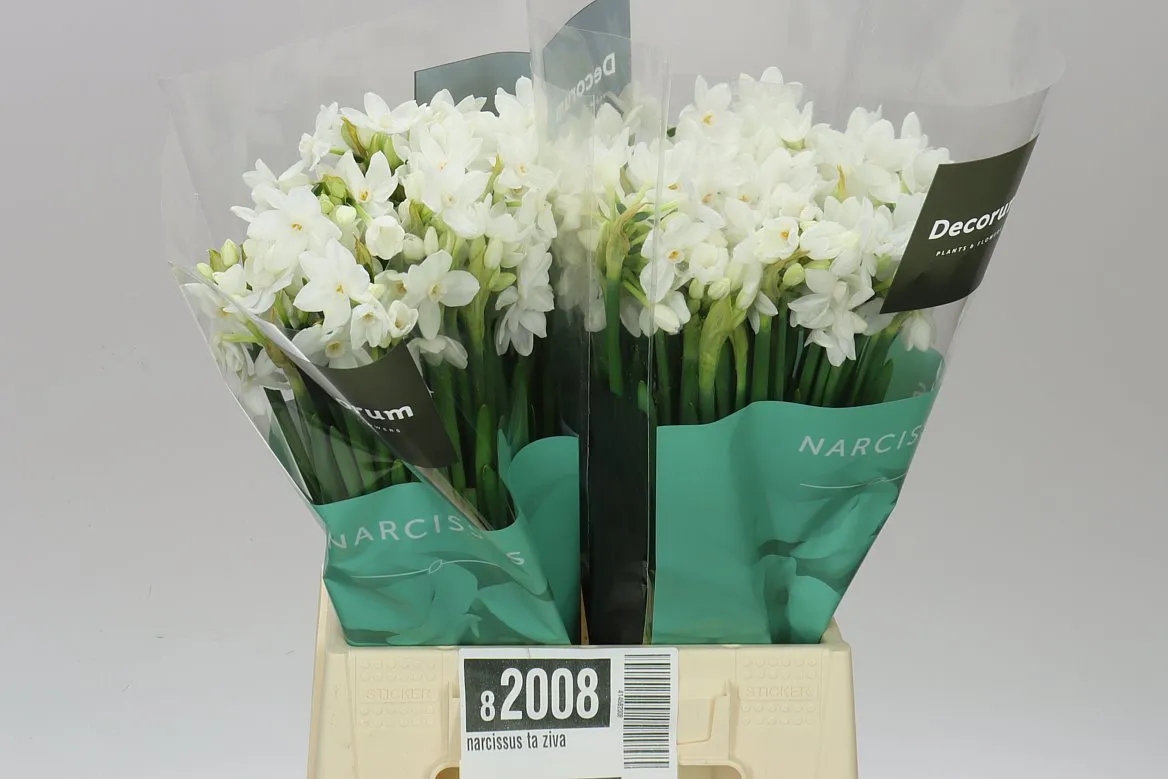 Narcissus Ta Paperwhite X20 • 45 cm