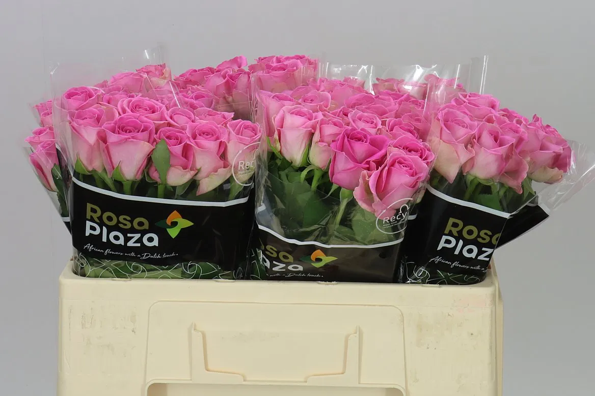 Rosa Gr Aqua Imp • 50 cm