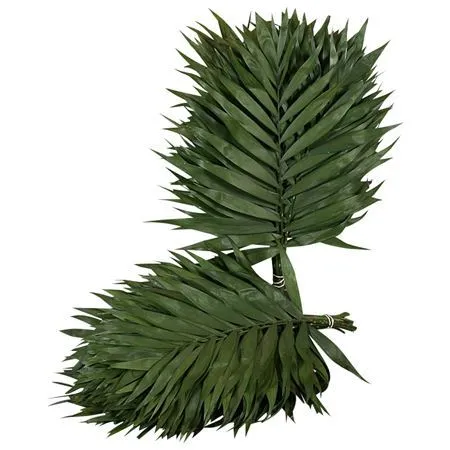 Chico Doro • 37 cm