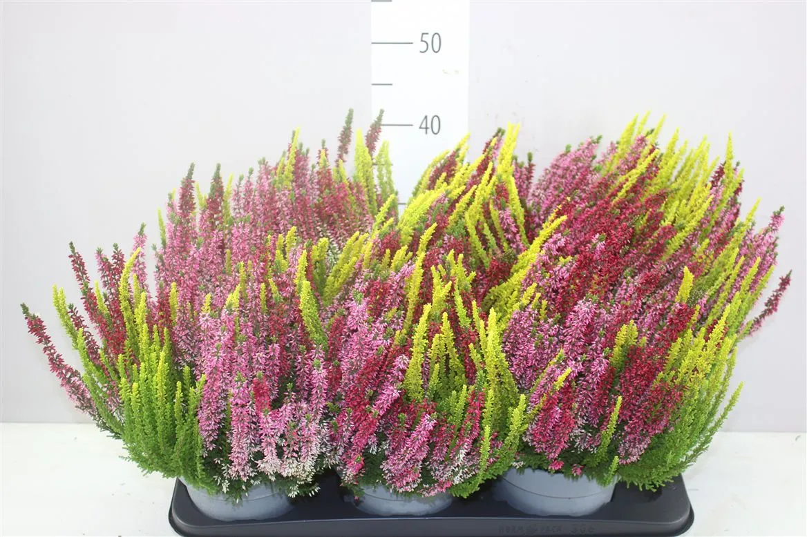 Calluna Beauty Ladies Trio X • črepník 17 cm