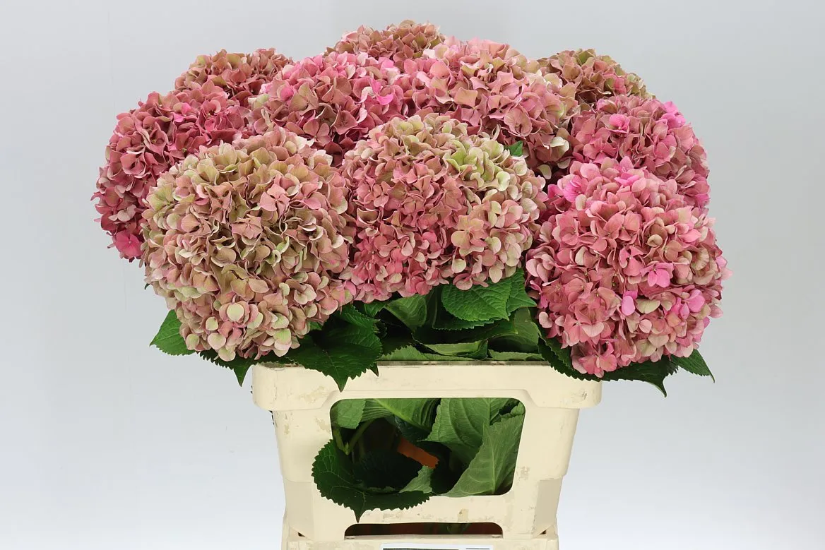 Hortenzia Glowing Alps Classic Pink • 60 cm