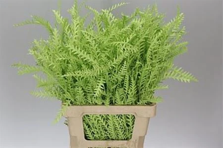 Ivanhoe Mint Green • 60 cm