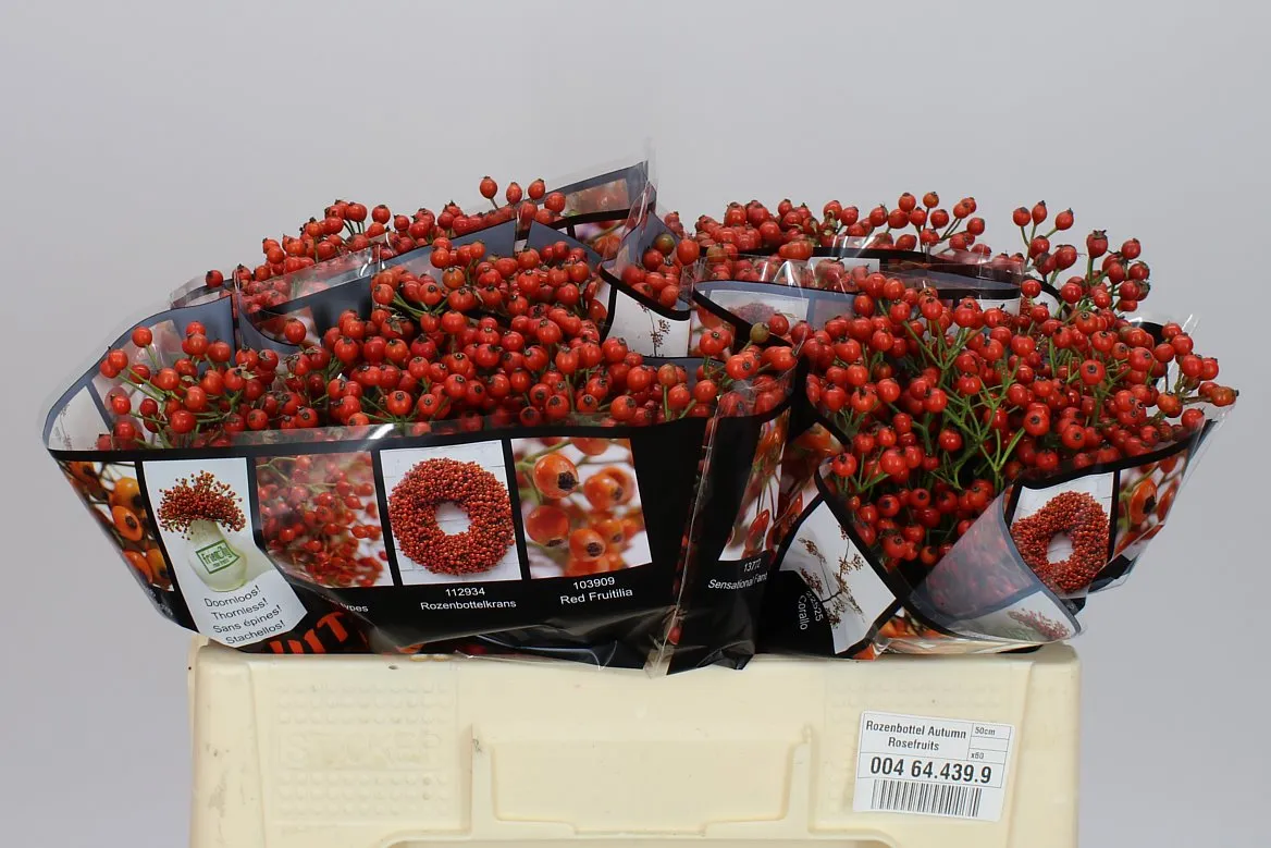 Šípky Autumn Rosefruits • 50 cm