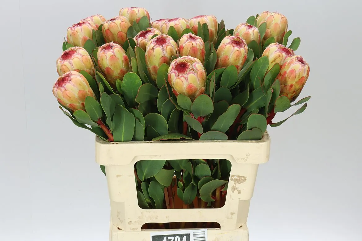 Protea Grandicolor • 60 cm