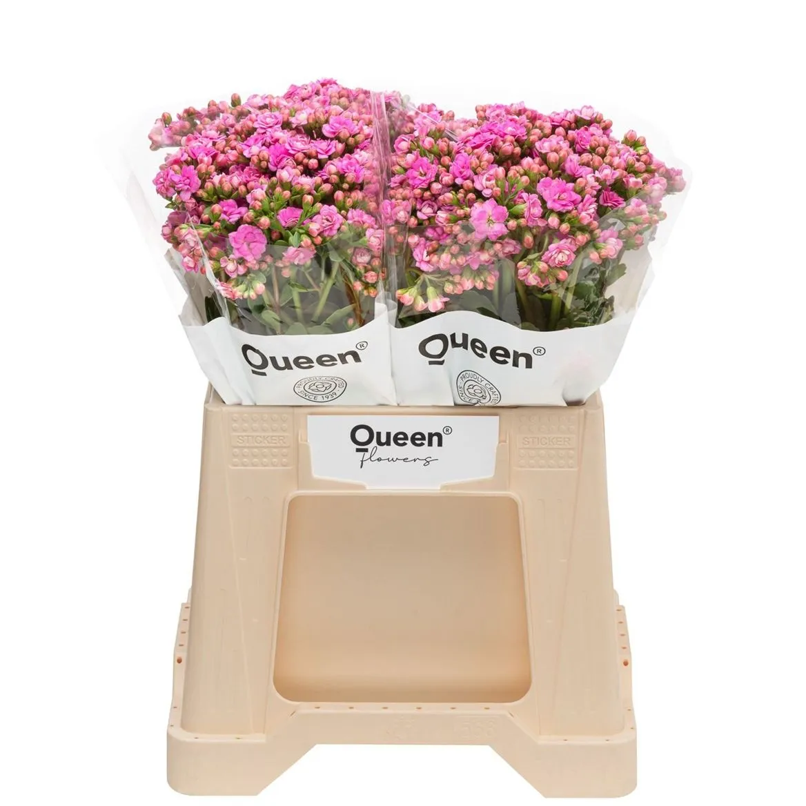 Kalanchoe 'taffy Pink' • 40 cm