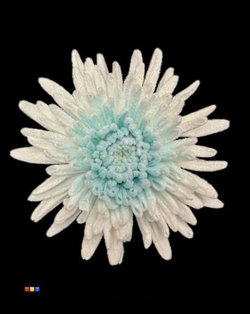 Chryzantéma veľkokvetá Marshmallow Light Blue • 70 cm