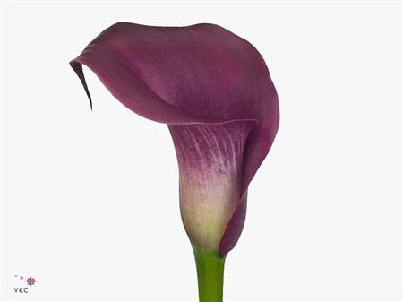 Kala Sumatra • 60 cm