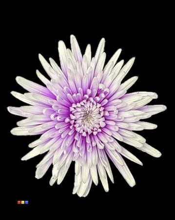 Chryzantéma veľkokvetá Topspin Pastel Milka • 70 cm
