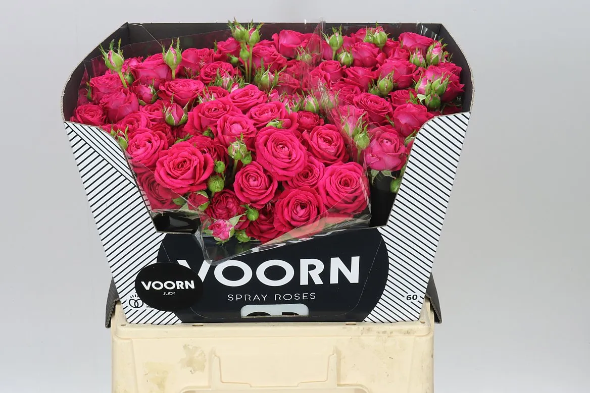 Rosa Tr Judy • 60 cm