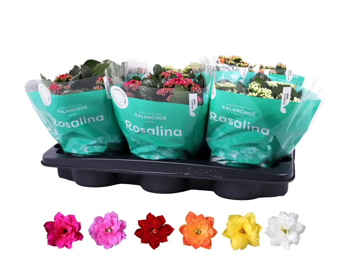 Kalanchoe Rosalina mix • črepník 15 cm