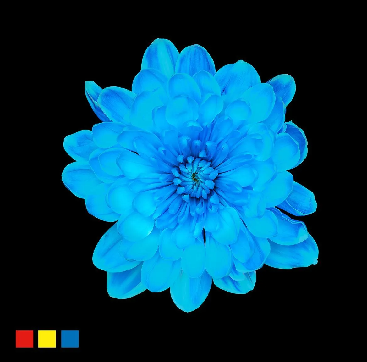 Chryzantéma trsová Altaj Light Blue • 70 cm