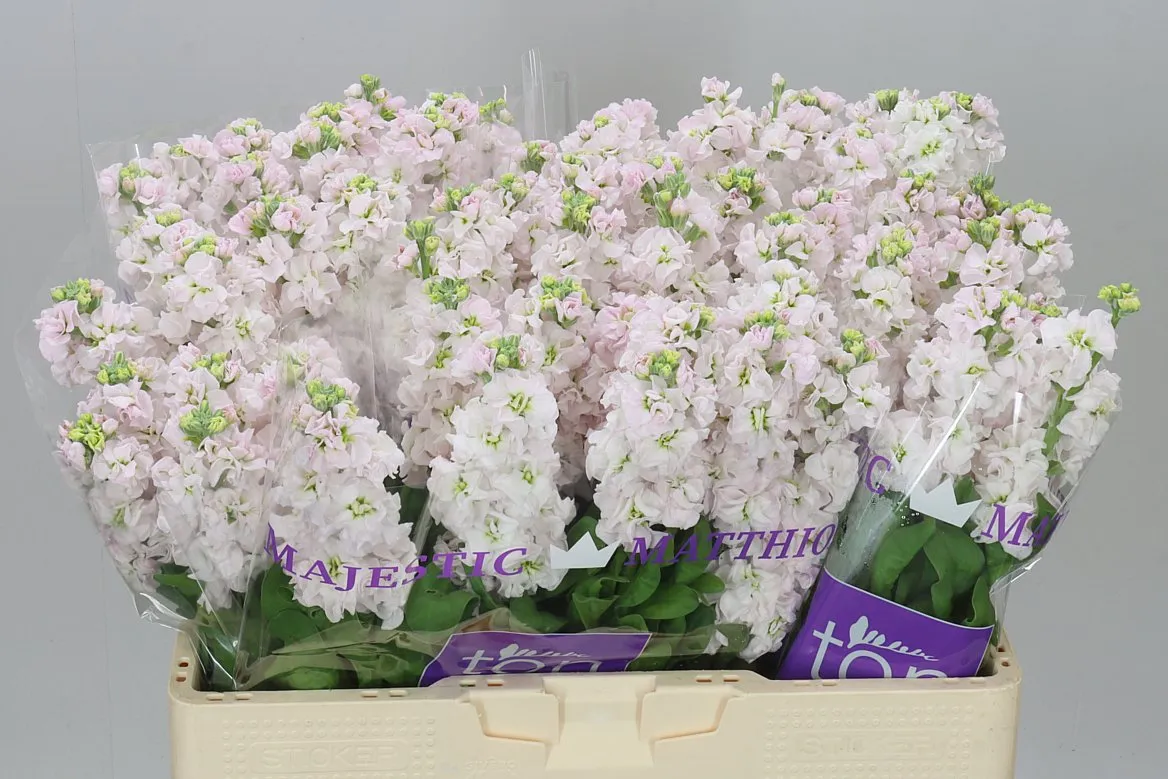 Matthiola Silver • 53 cm