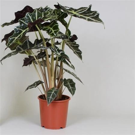 Alocasia Polly • črepník 17 cm
