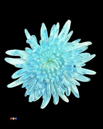 Chryzantéma veľkokvetá Topspin Dusty Pastel Blue • 70 cm