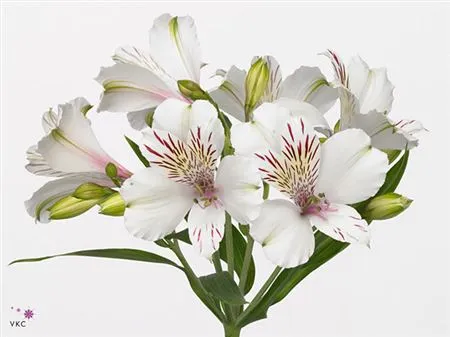 Alstr Col Himalaya Perfection • 80 cm