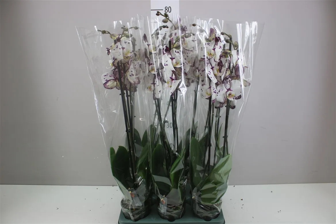 Orchidea Phalaenopsis Ohio, 2 výhony • črepník 12 cm