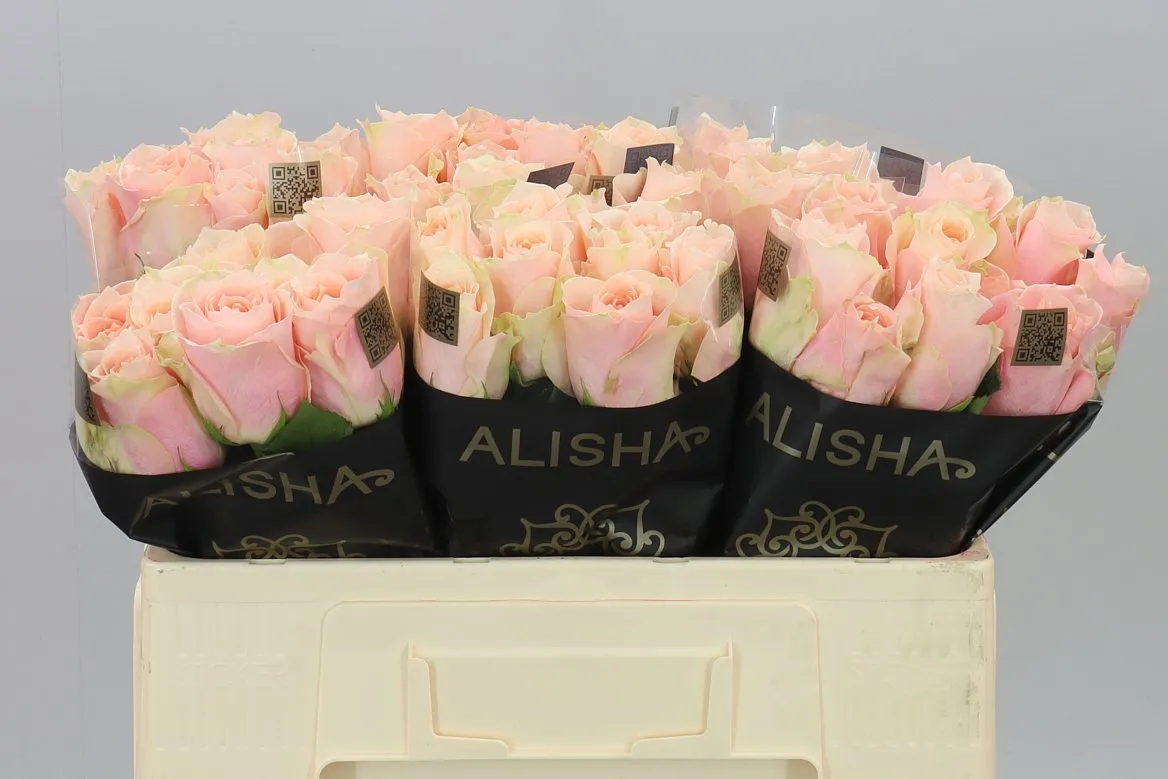 Rosa Gr Harmony Peach • 50 cm