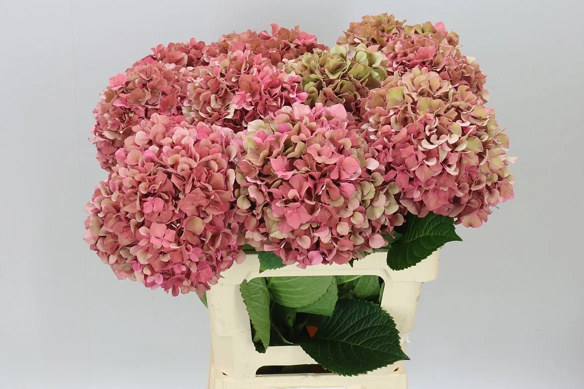 Hortenzia Glow Alps Classic Pink • 65 cm