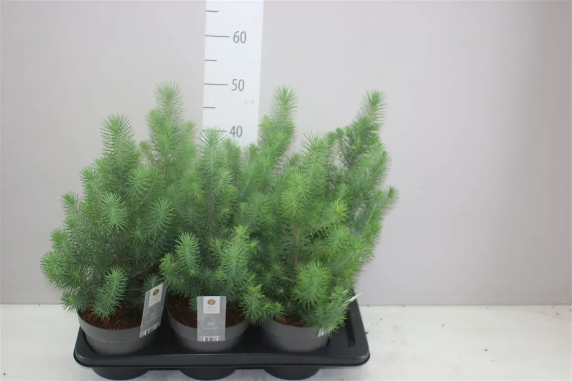 Pinus Silver Crest • črepník 17 cm