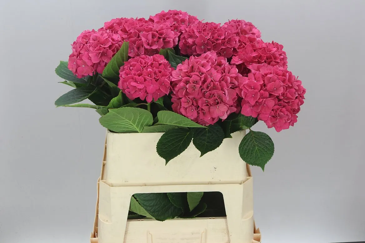 Hortenzia Ruby Pink • 80 cm