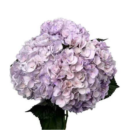 Hyd. Lilac Abs. Box Ex X10 • 60 cm