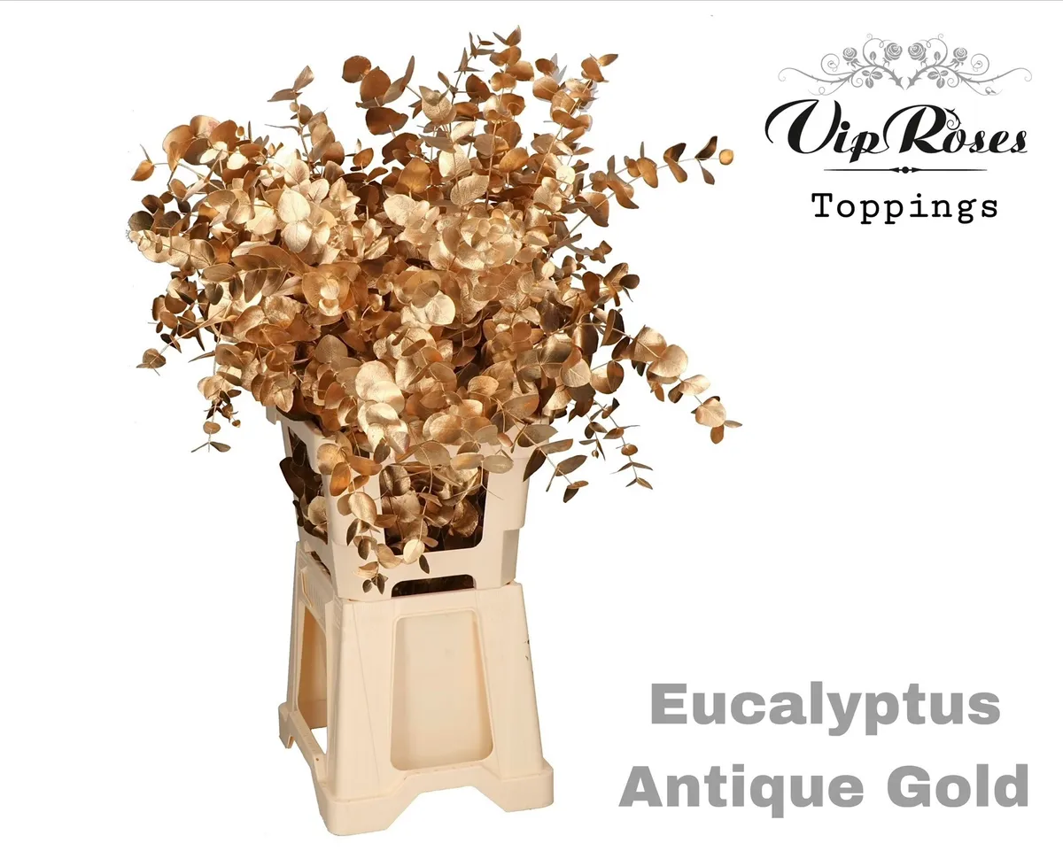 Eukalyptus Cinerea Antique Gold 300gr • 65 cm
