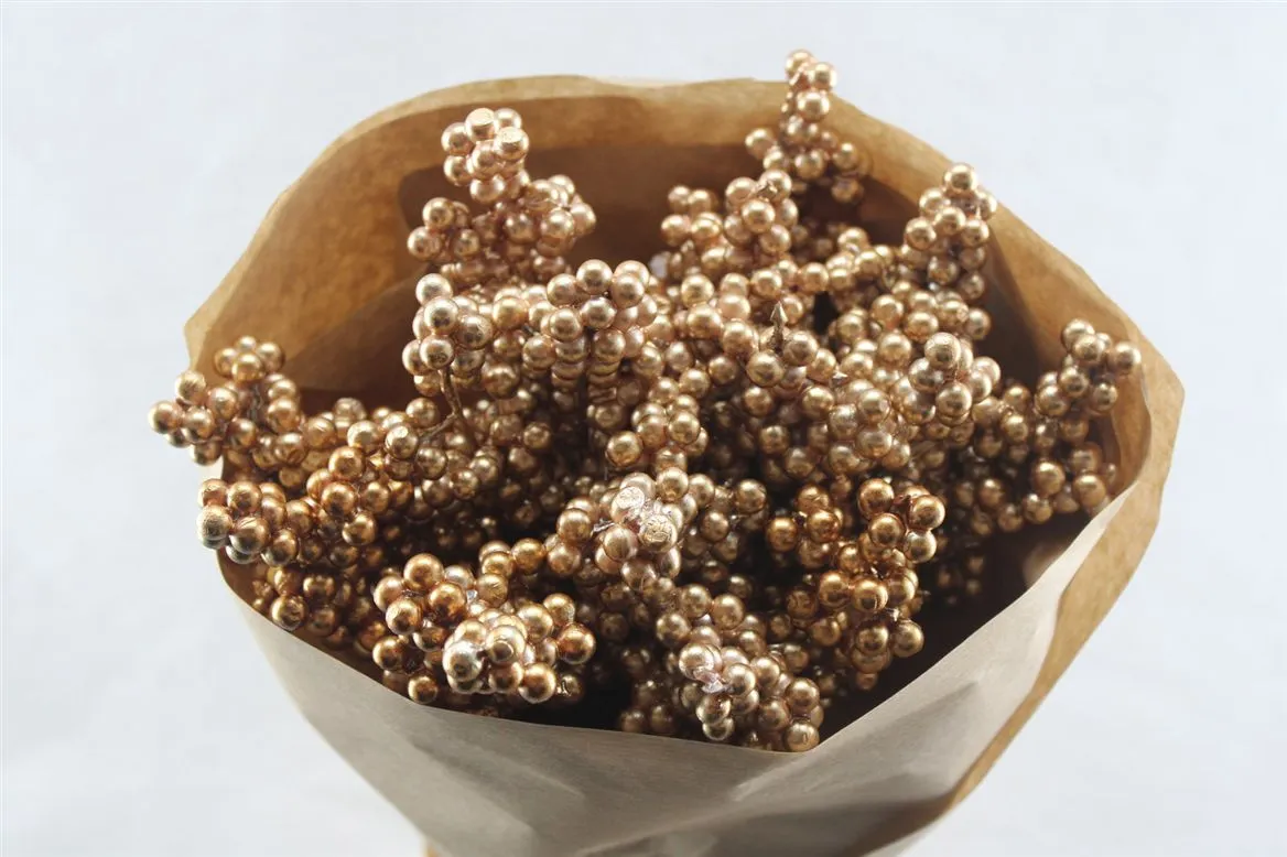 Ilex Gold X15, sušené • 50 cm