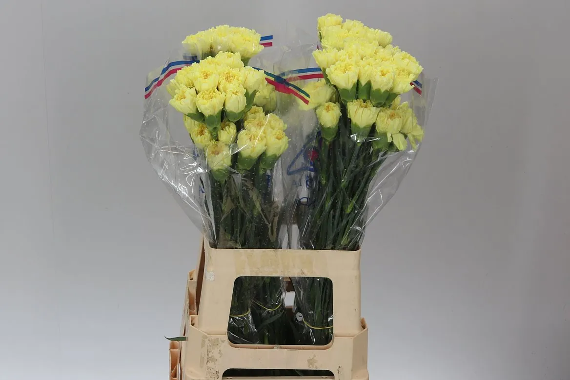 Karafiát Yellow • 70 cm