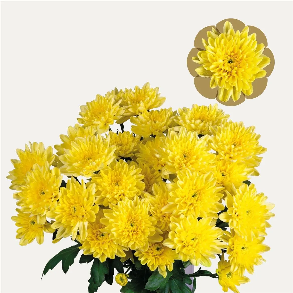 Chr T Baltica Yellow • 70 cm