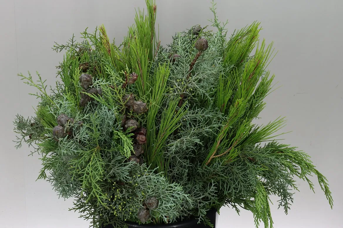 Bq Xmas (coniferen Mix) 7 Stems