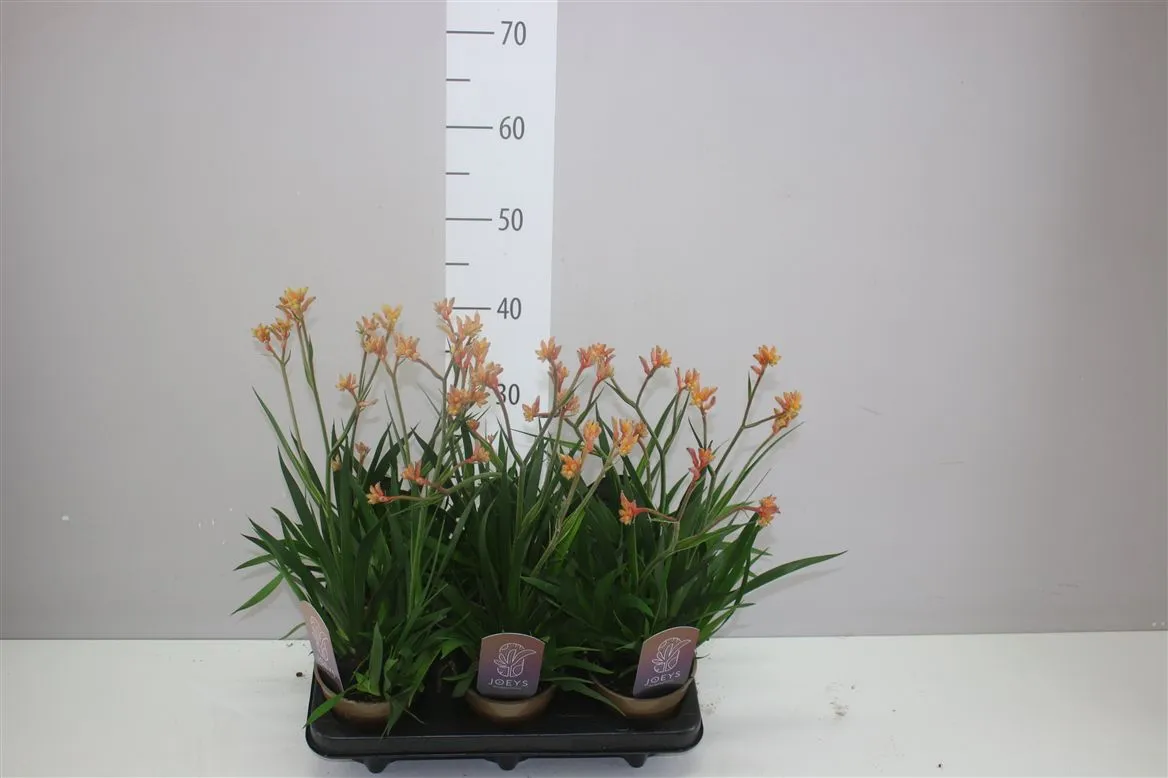 Anigozanthos Oranje • črepník 12 cm
