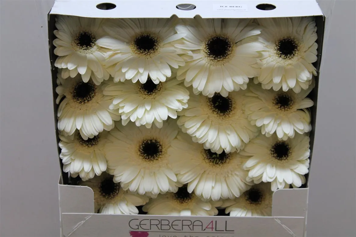 Gerbera Diamond Iceberg • 55 cm