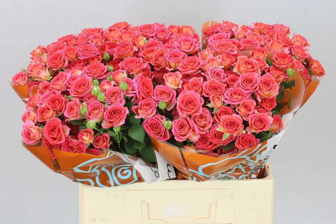 Rosa Tr Chimo • 60 cm