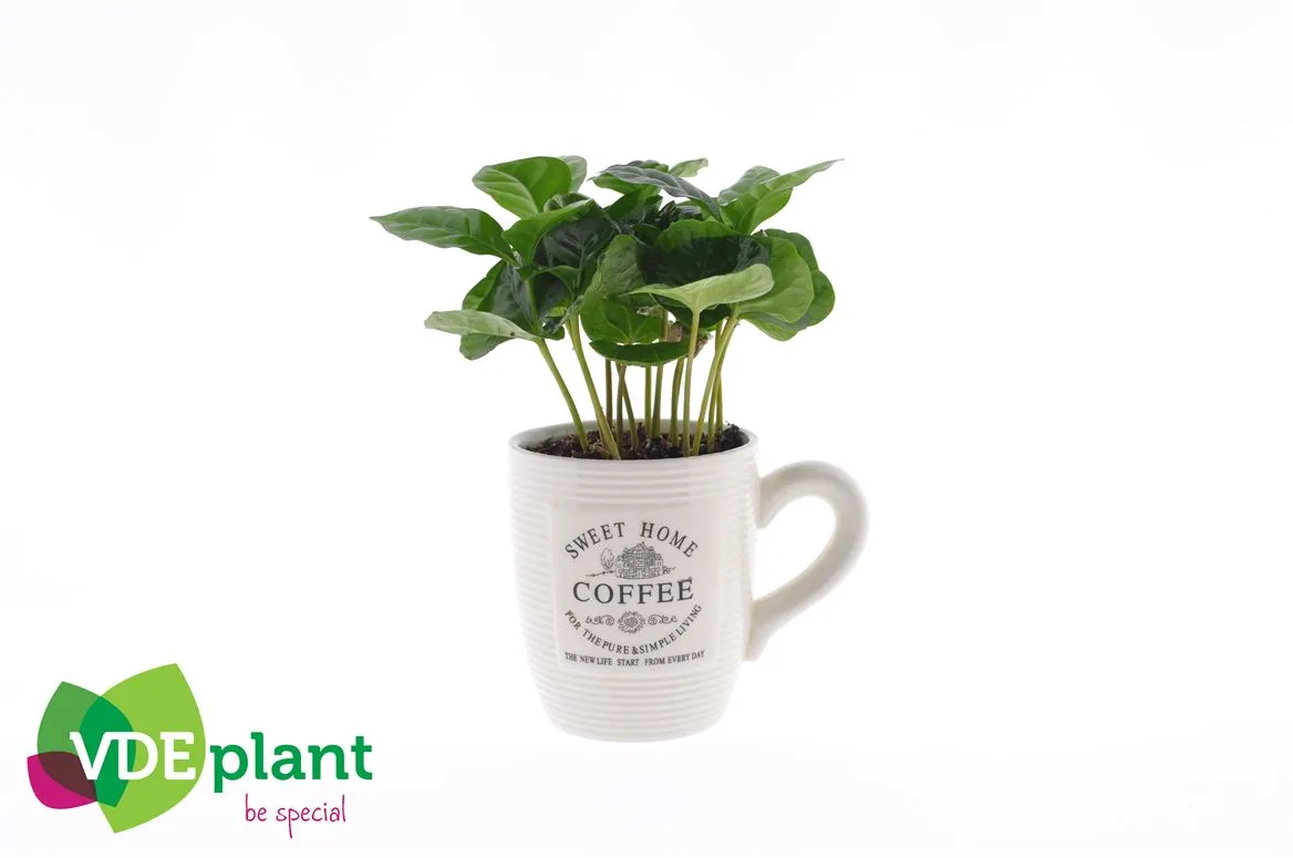 Coffea In Koffiemok Wit • črepník 9 cm