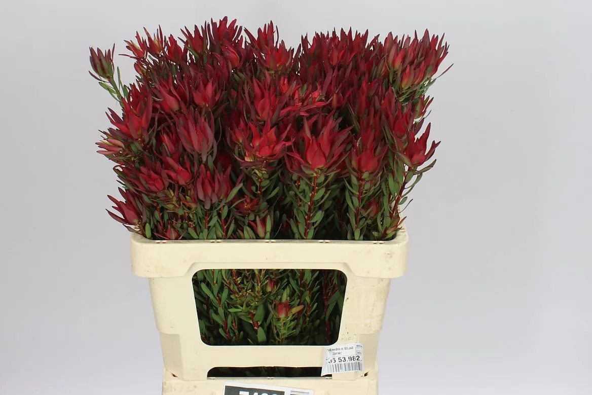 Leucadendron Sal Blush Spray • 60 cm