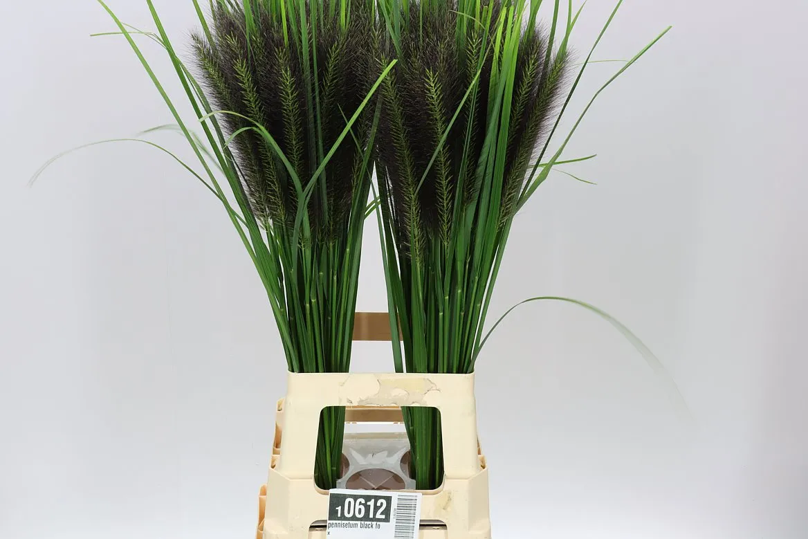 Pennisetum Black Fox • 70 cm