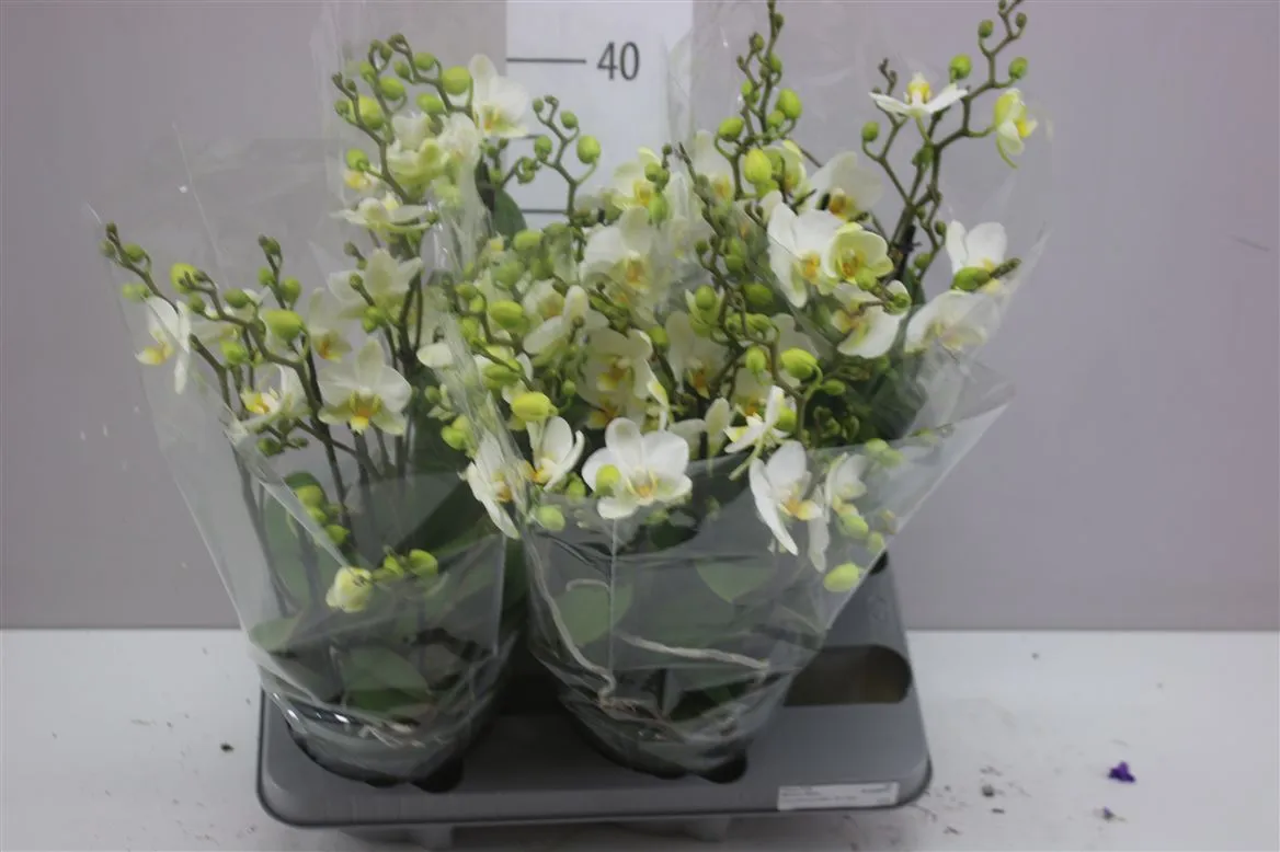 Phal Bellissimo Wit • črepník 15 cm
