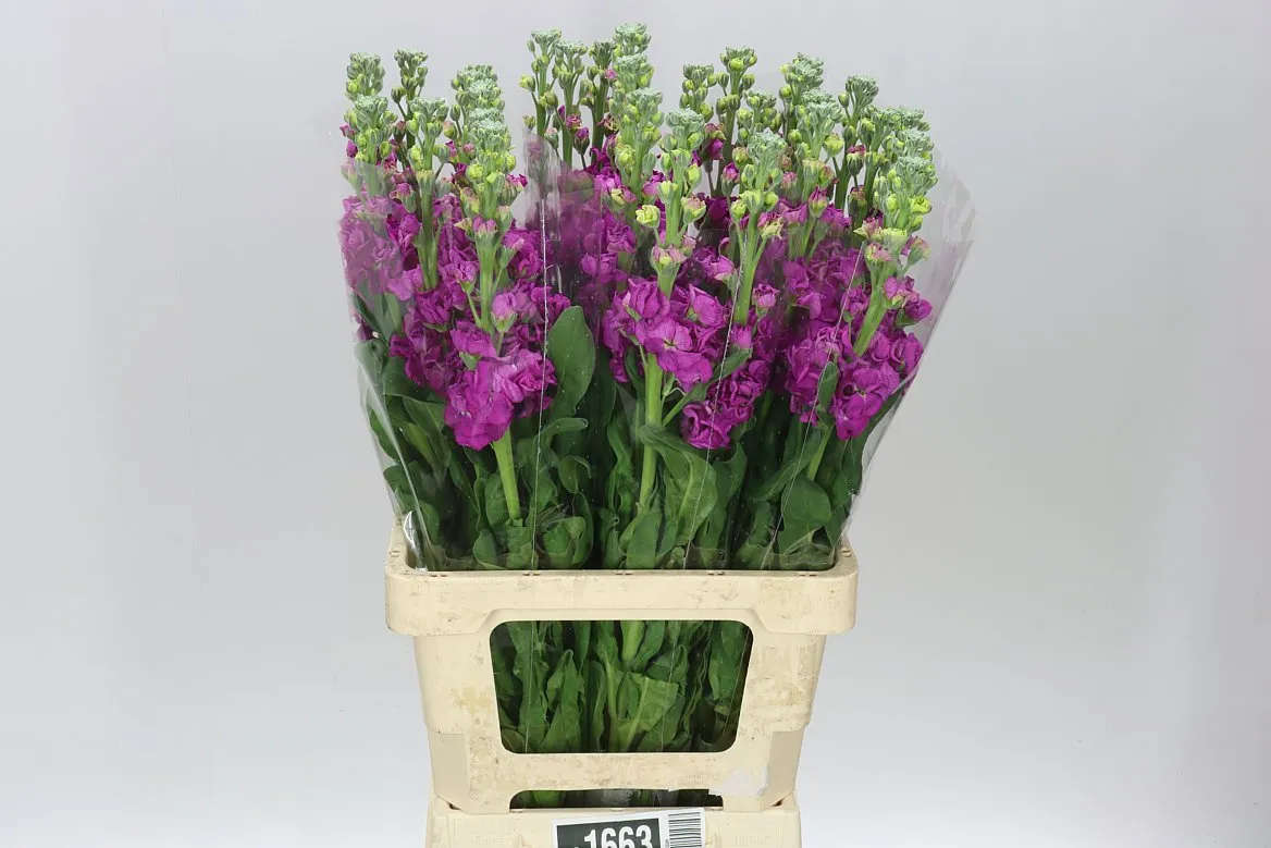 Matthiola Cerise It. Imp • 70 cm