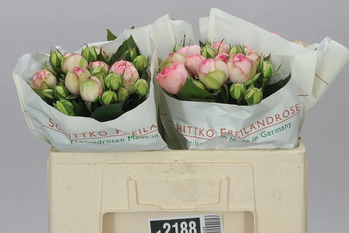 Rosa Tr Freiland Charming Piano • 50 cm