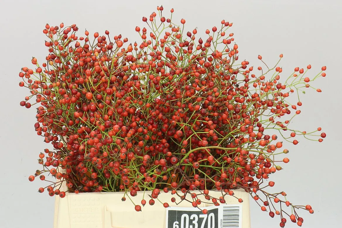Rozenbottel Prinsberry Fire • 40 cm