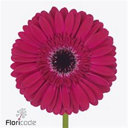 Gerbera Passoa • 45 cm