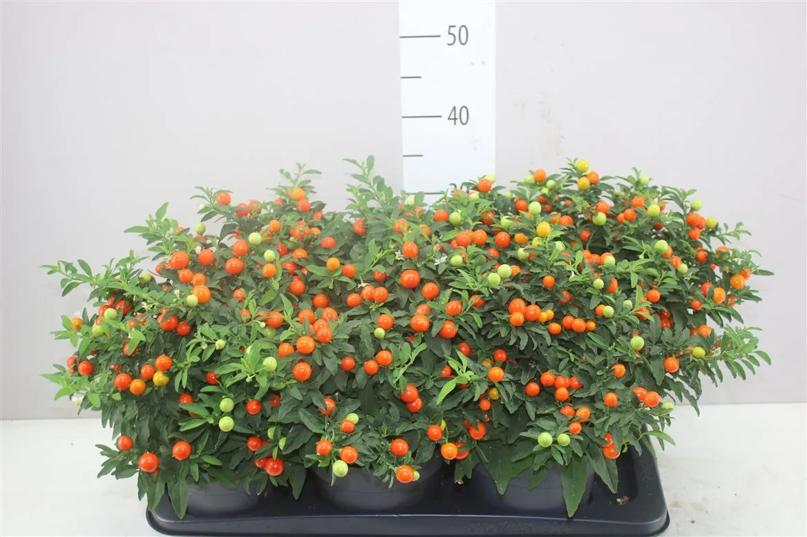 Solanum Pseudocapsicum • črepník 17 cm