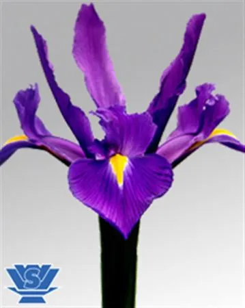 Iris Hong Kong • 60 cm
