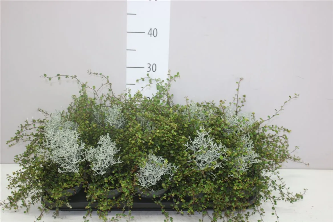 Calocephalus/muehlenbeckia • črepník 12 cm