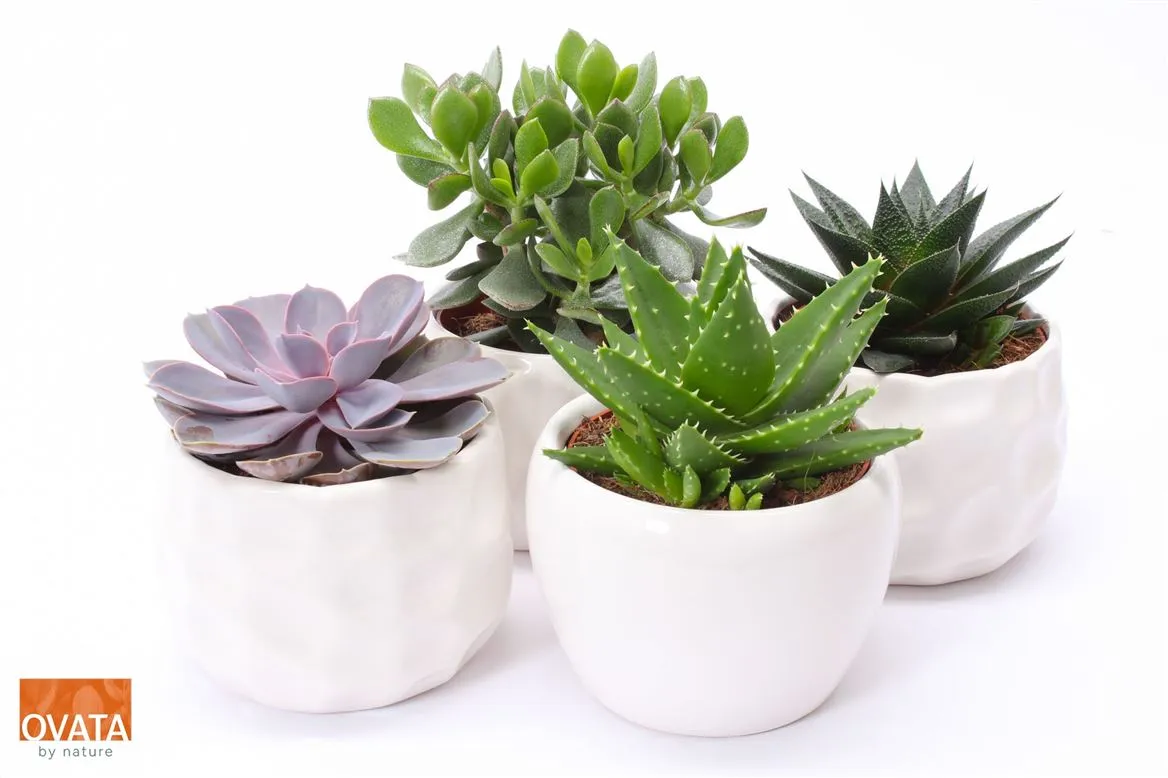Succulenten Gemengd In Paros A2 • črepník 15 cm