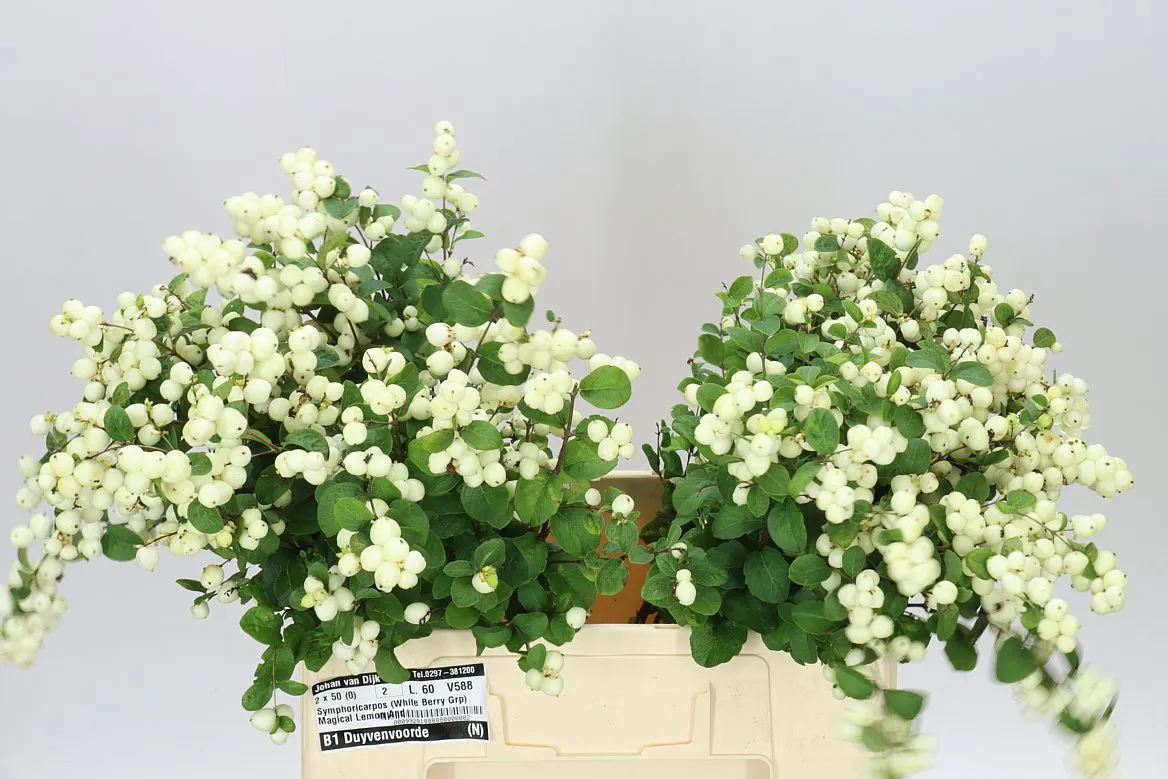 Symph Lemon Lime • 60 cm