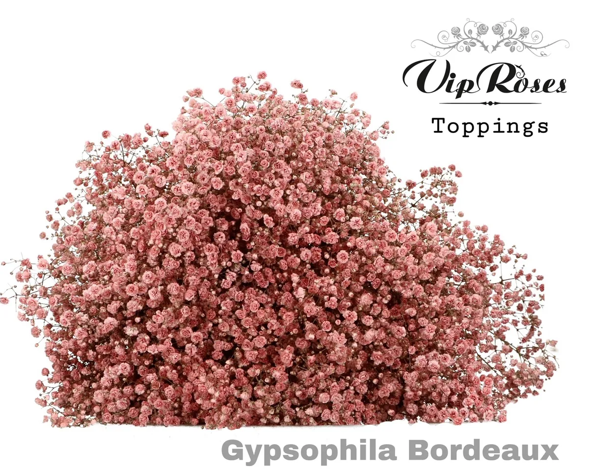 Gypsofila Pa Bordeaux • 80 cm