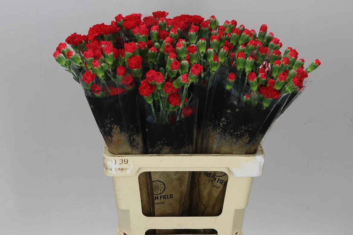 Di Tr Red • 60 cm