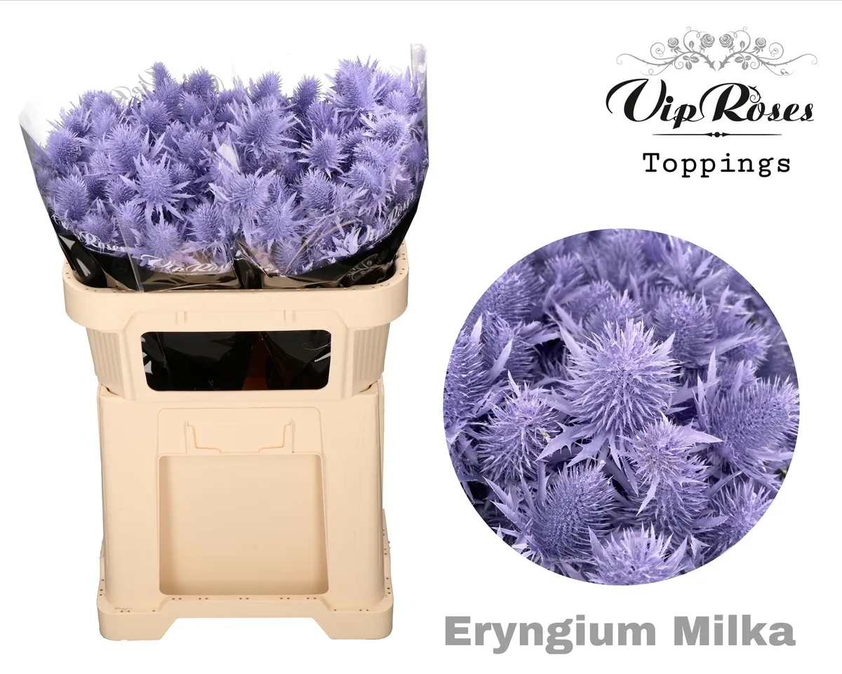 Eryngium Supernova Milka 60cm • 60 cm
