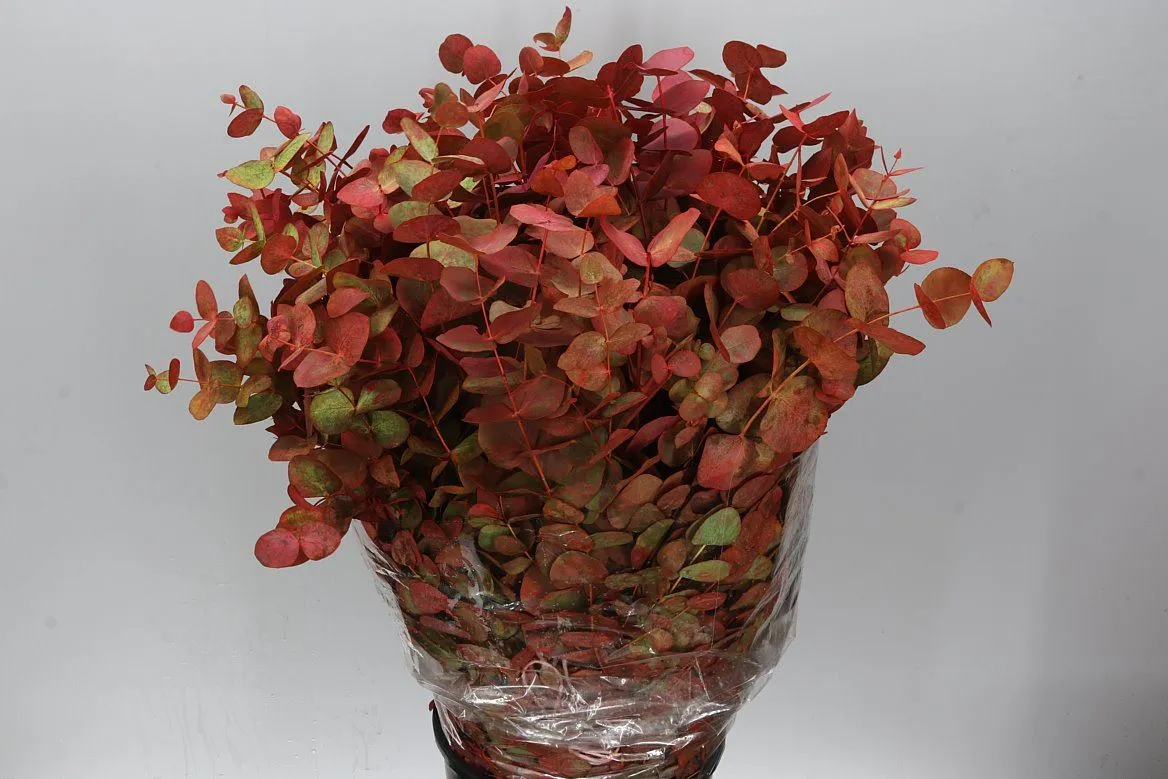 Cinerea Autumn • 70 cm